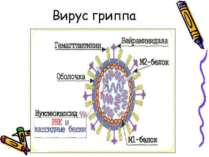 Вирус гриппа 