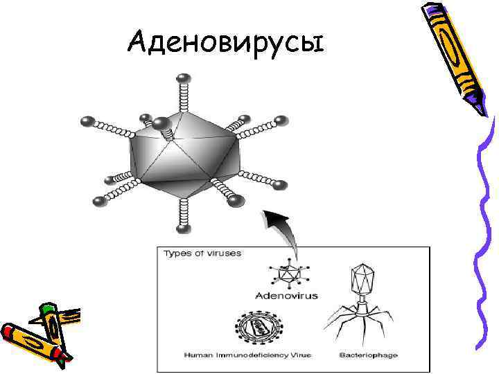 Аденовирусы 