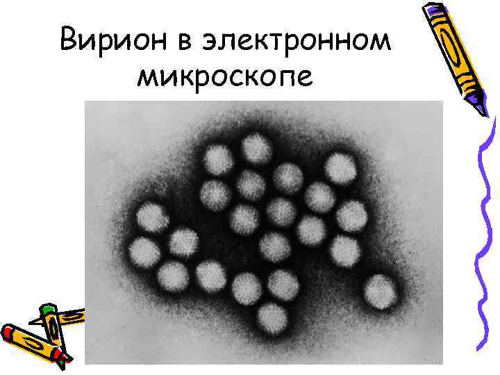 Вирион в электронном микроскопе 