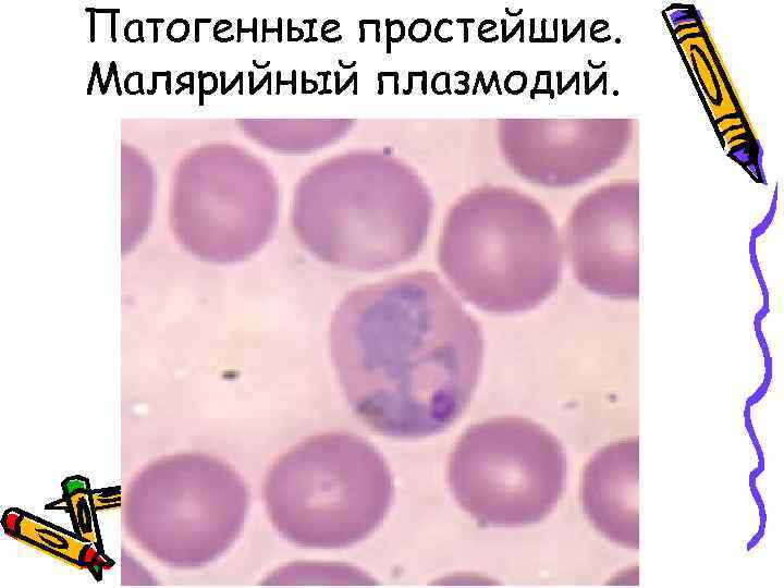 Патогенные простейшие. Малярийный плазмодий. 