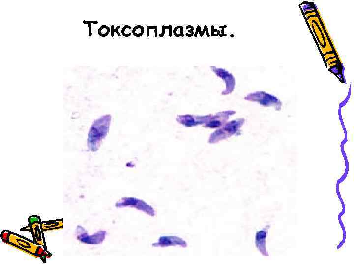 Токсоплазмы. 