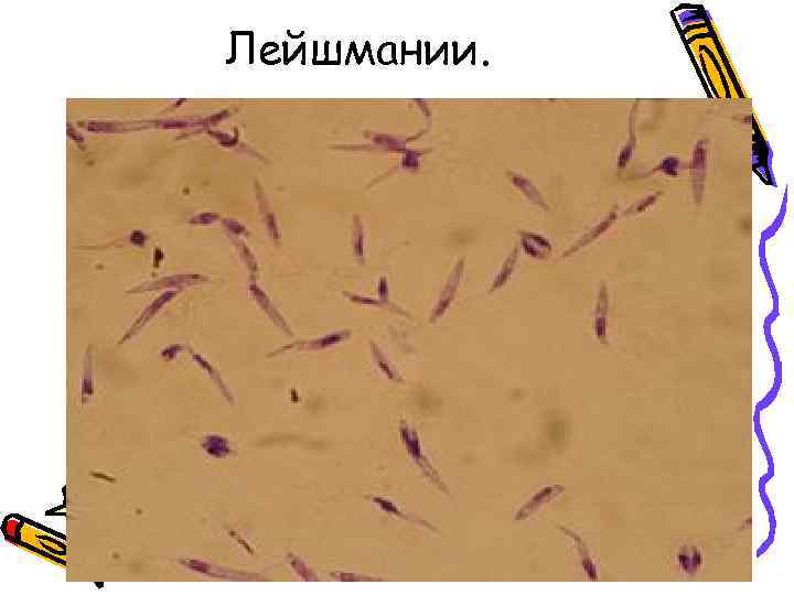 Лейшмании. 