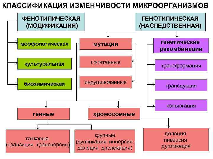 Схема типы изменчивости