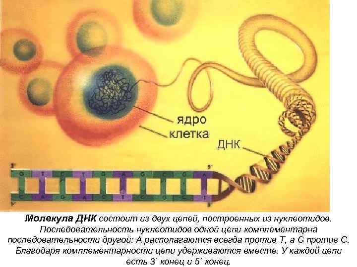   Молекула ДНК состоит из двух цепей, построенных из нуклеотидов.   Последовательность