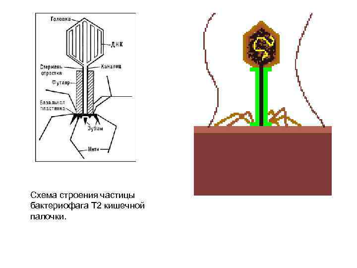 Схема строения частицы бактериофага Т 2 кишечной палочки. 