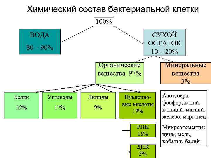   Химический состав бактериальной клетки     100%   ВОДА