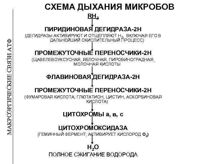       СХЕМА ДЫХАНИЯ МИКРОБОВ     RH