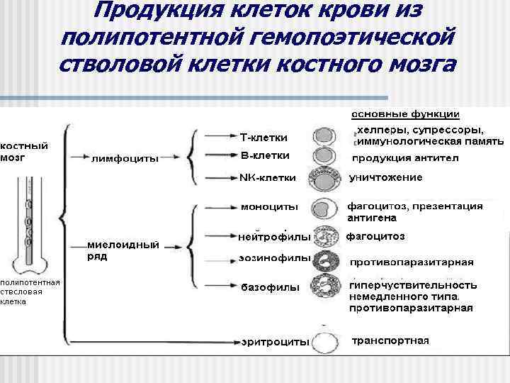   Продукция клеток крови из полипотентной гемопоэтической стволовой клетки костного мозга 