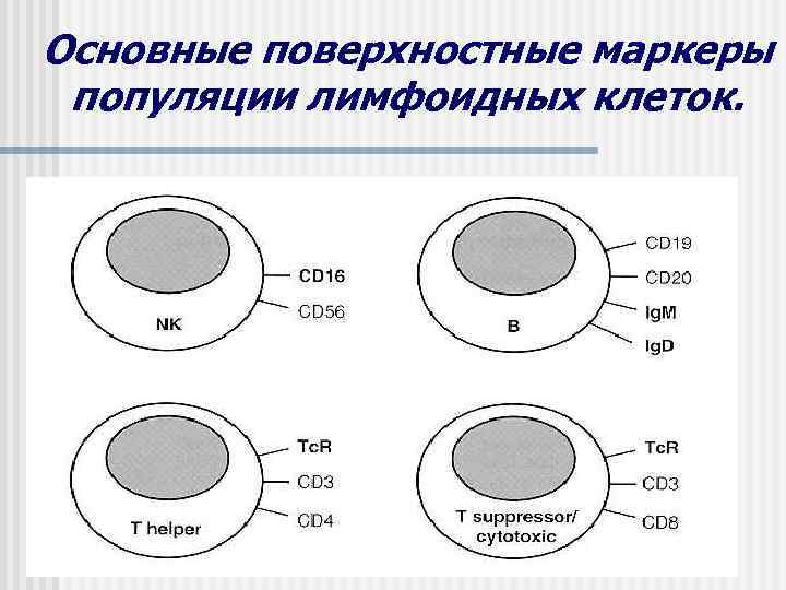 Основные поверхностные маркеры популяции лимфоидных клеток. 