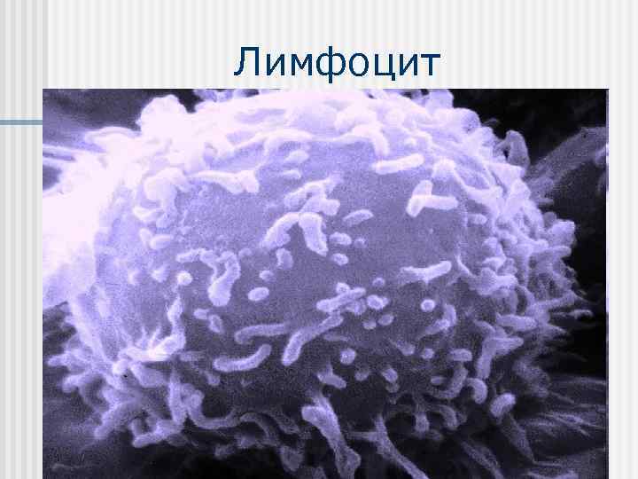 Лимфоцит 