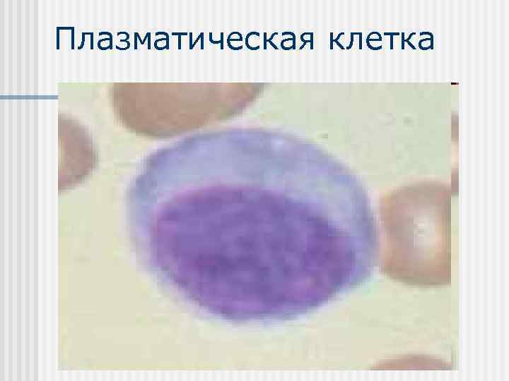 Плазматическая клетка 