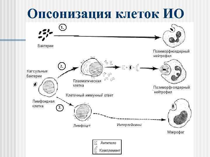 Опсонизация клеток ИО 