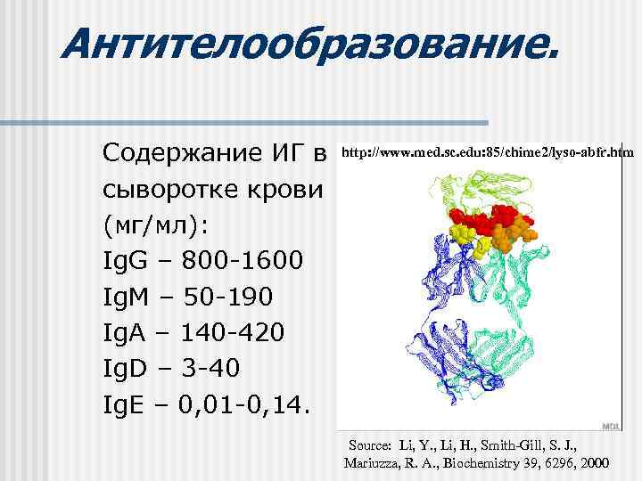 Антителообразование.  Содержание ИГ в http: //www. med. sc. edu: 85/chime 2/lyso-abfr. htm сыворотке