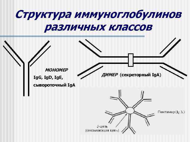 Структура иммуноглобулинов различных классов   МОНОМЕР     ДИМЕР (секреторный Ig.