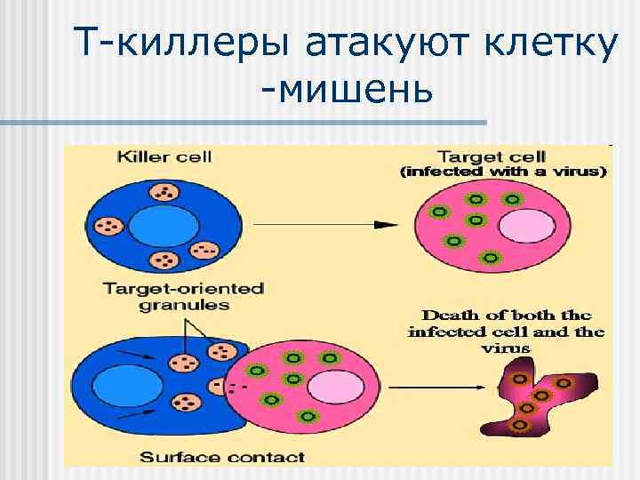 Т-киллеры атакуют клетку   -мишень 