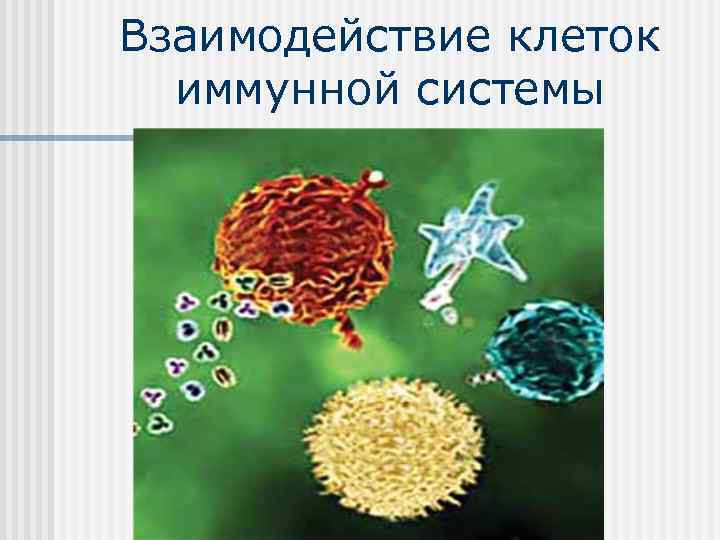 Взаимодействие клеток  иммунной системы 