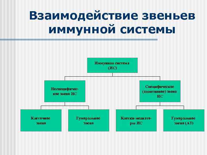 Звенья иммунитета схема