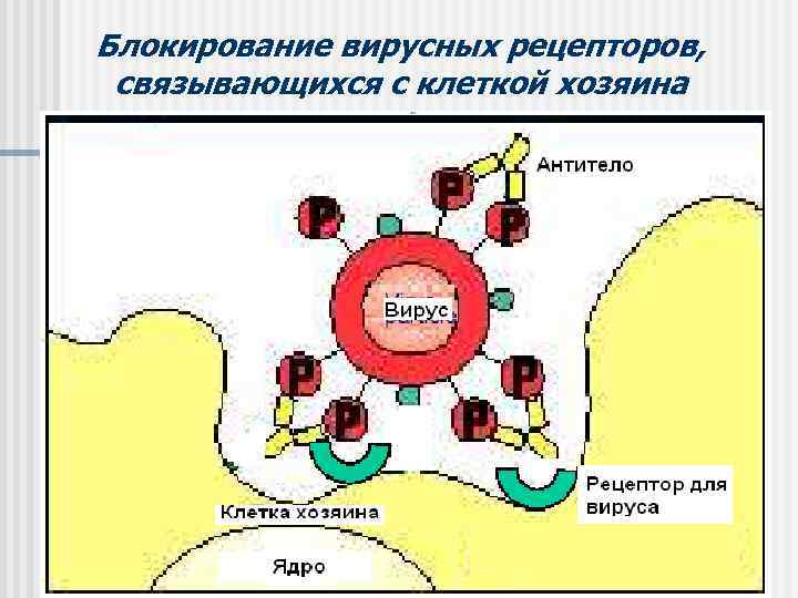 Блокирование вирусных рецепторов,  связывающихся с клеткой хозяина 