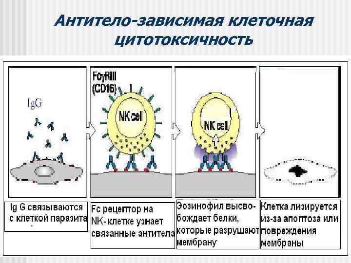 Антитело-зависимая клеточная  цитотоксичность 