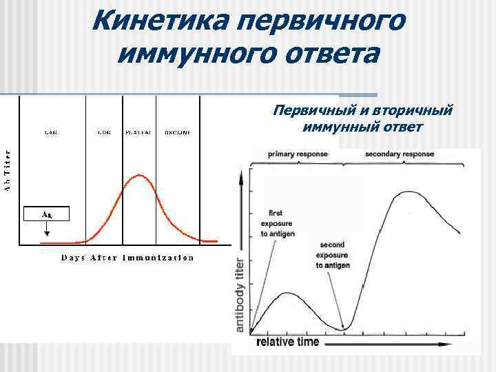 Кинетика первичного иммунного ответа  Первичный и вторичный    иммунный ответ 