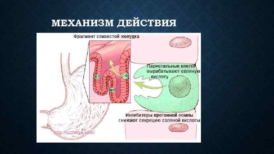 МЕХАНИЗМ ДЕЙСТВИЯ 