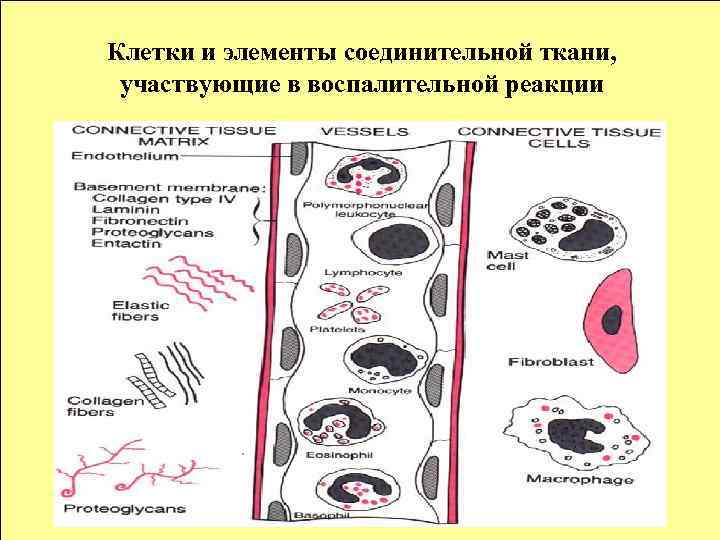 Клетки и элементы соединительной ткани, участвующие в воспалительной реакции Клетки и элементы соединительной ткани, участвующие в воспалительной реакции
