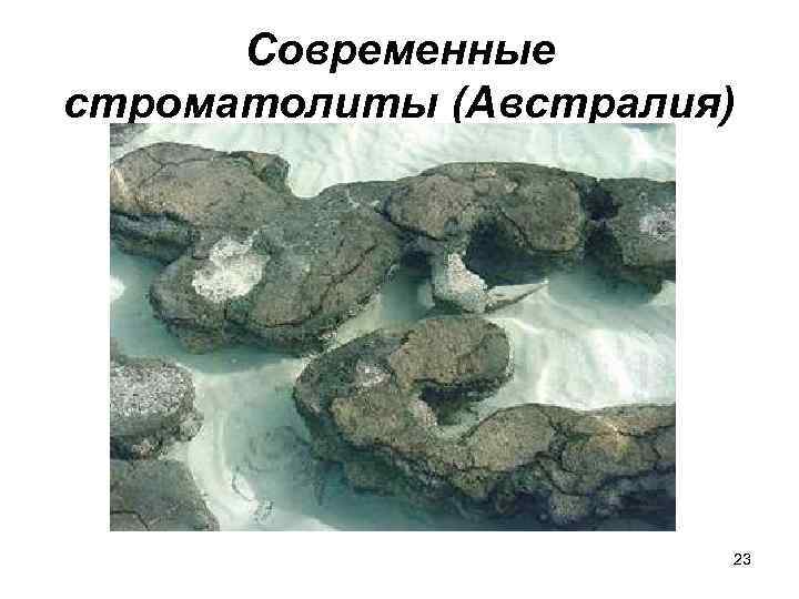  Современные строматолиты (Австралия)     23 