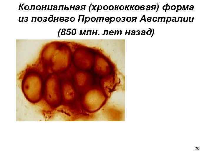 Колониальная (хроококковая) форма из позднего Протерозоя Австралии   (850 млн. лет назад) 
