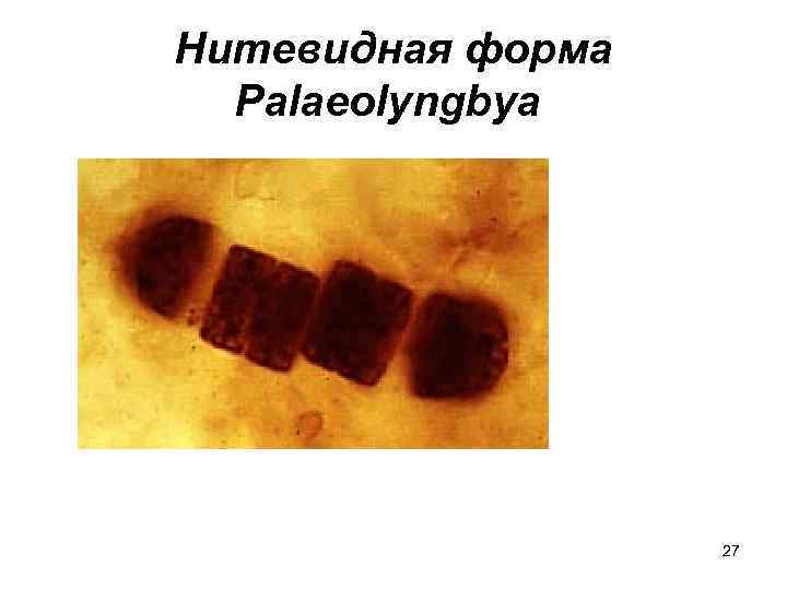 Нитевидная форма  Palaeolyngbya     27 