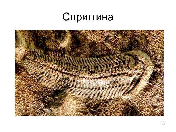 Сприггина    56 