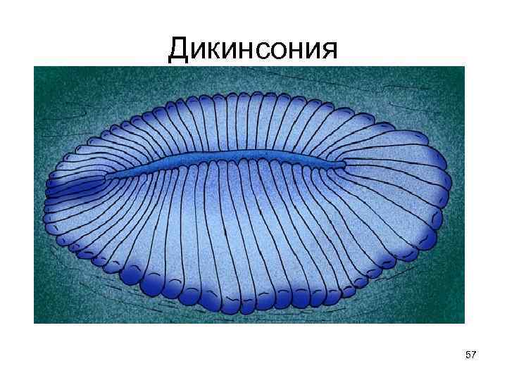 Дикинсония   57 