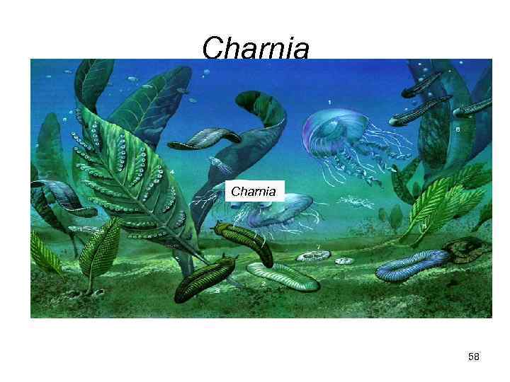 Charnia    58 