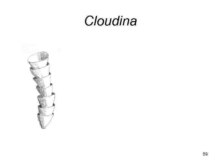 Cloudina    59 