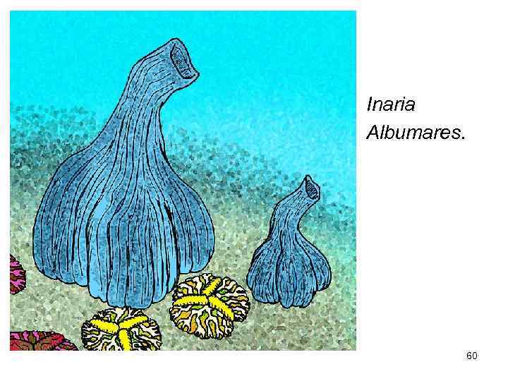  • Inaria  • Albumares.    60 