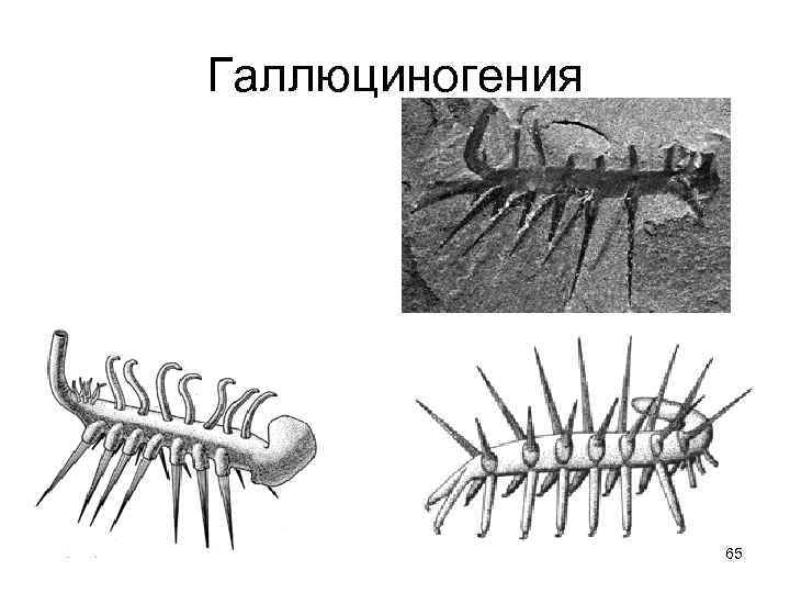 Галлюциногения     65 