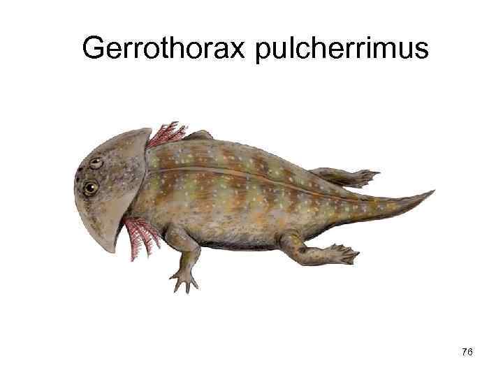  Gerrothorax pulcherrimus      76 