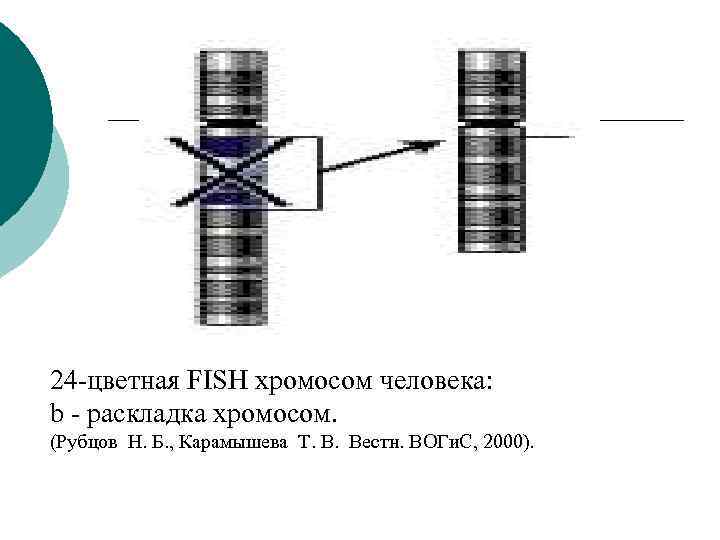 24 -цветная FISH хромосом человека:  b - pаскладка хромосом.  (Рубцов Н. Б.