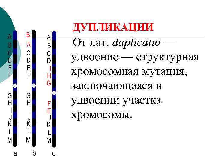 ДУПЛИКАЦИИ От лат. duplicatio — удвоение — структурная хромосомная мутация,  заключающаяся в удвоении