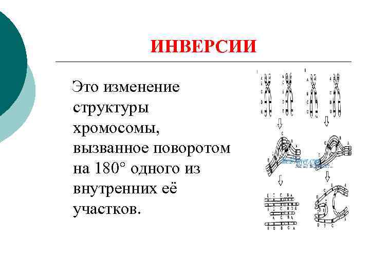   ИНВЕРСИИ Это изменение структуры хромосомы, вызванное поворотом на 180° одного из внутренних