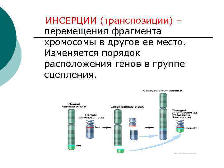   ИНСЕРЦИИ (транспозиции) – перемещения фрагмента хромосомы в другое ее место. Изменяется порядок