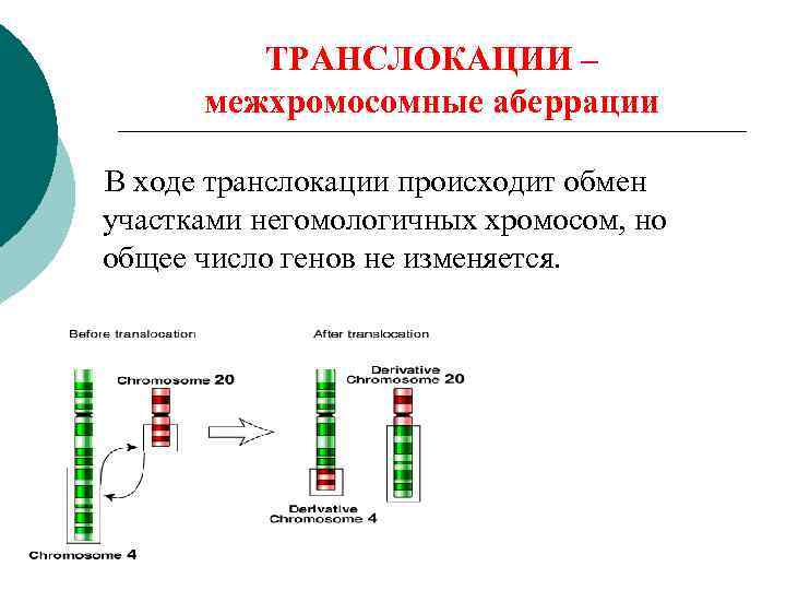 Объединение двух негомологичных хромосом в одну