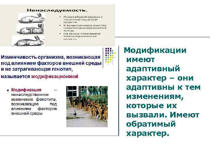  Модификации  имеют  адаптивный  характер – они  адаптивны к тем