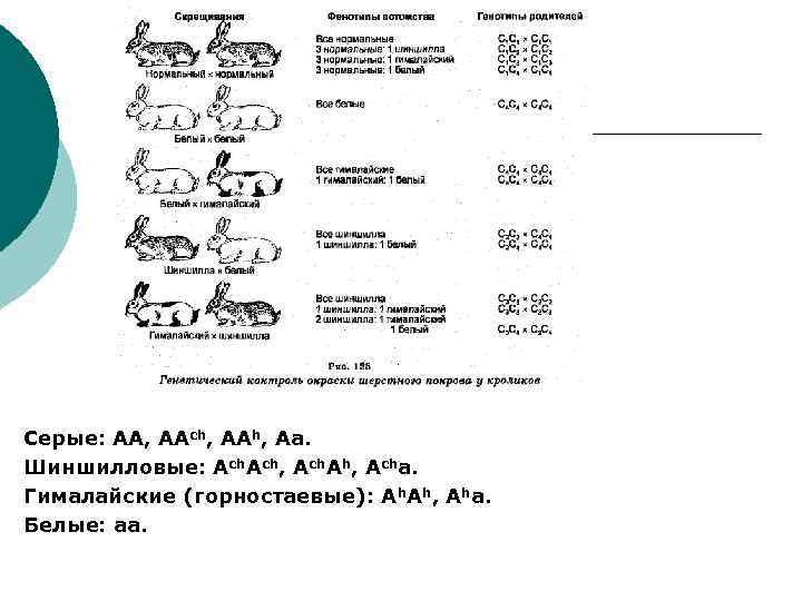Серые: АА, ААch, ААh, Аа. Шиншилловые: Аch, Аch. Аh, Аchа. Гималайские (горностаевые): Аh. Аh,