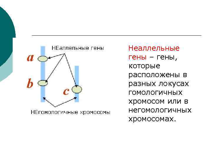 Неаллельные гены – гены, которые расположены в разных локусах гомологичных хромосом или в негомологичных