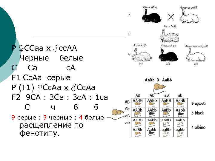 Р ♀ССаа х ♂сс. АА  Черные белые G Са   с. А