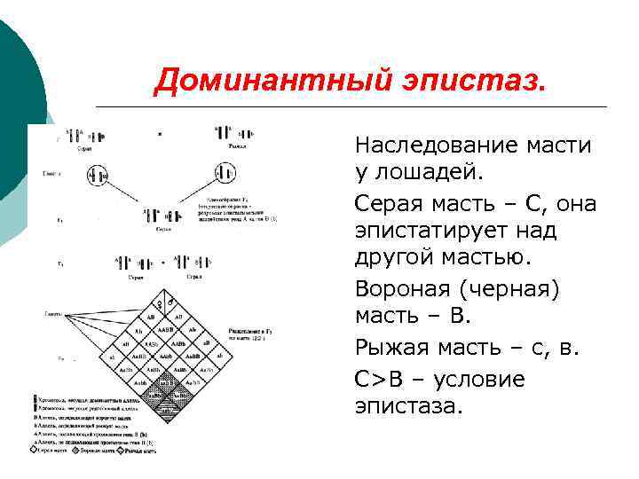 Доминантный эпистаз.  Наследование масти  у лошадей.  Серая масть – С, она