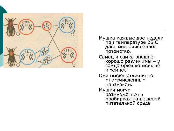 Мушка каждые две недели  при температуре 25 С  даёт многочисленное  потомство.
