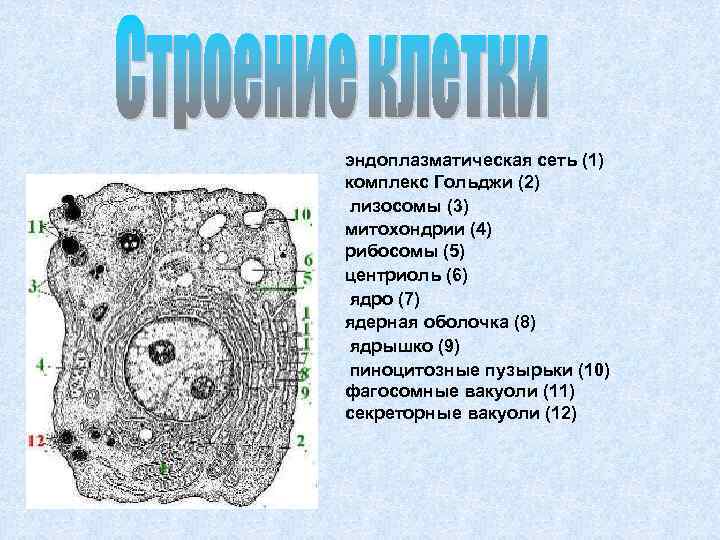 эндоплазматическая сеть (1) комплекс Гольджи (2) лизосомы (3) митохондрии (4) рибосомы (5) центриоль (6)