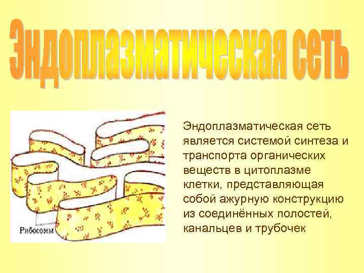 Эндоплазматическая сеть является системой синтеза и транспорта органических веществ в цитоплазме клетки, представляющая собой