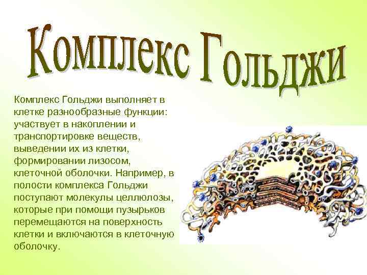 Комплекс Гольджи выполняет в клетке разнообразные функции: участвует в накоплении и транспортировке веществ, выведении